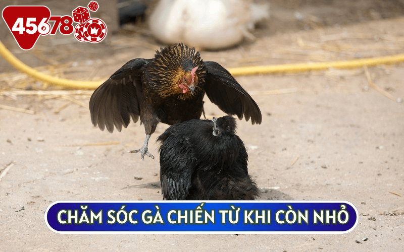 Cách chăm sóc và chọn lọc những con GÀ CHIẾN từ khi còn nhỏ