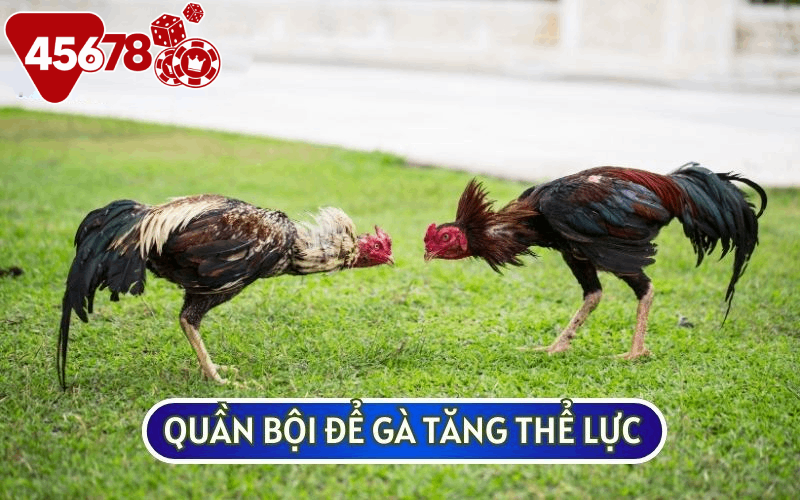 Hãy tăng cường thể lực cho gà bằng cách quần bội chúng vào sáng sớm