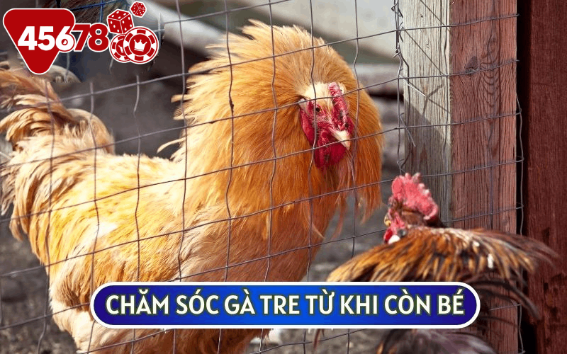 Ở giai đoạn này sư kê sẽ cần có chế độ CHĂM SÓC GÀ TRE và huấn luyện đặc biệt