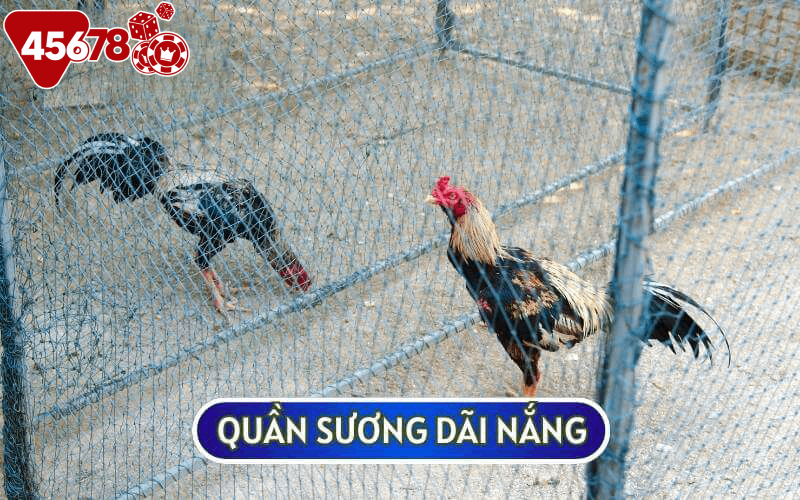 Quần sương dãi nắng hay còn được biết đến là kỹ thuật tắm nắng cho gà chiến