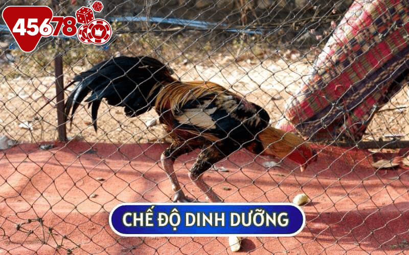 Chế độ dinh dưỡng cũng đóng vai trò quan trọng trong việc ĐÁNH THỨC BẢN NĂNG CHIẾN ĐẤU CỦA GÀ ĐÁ