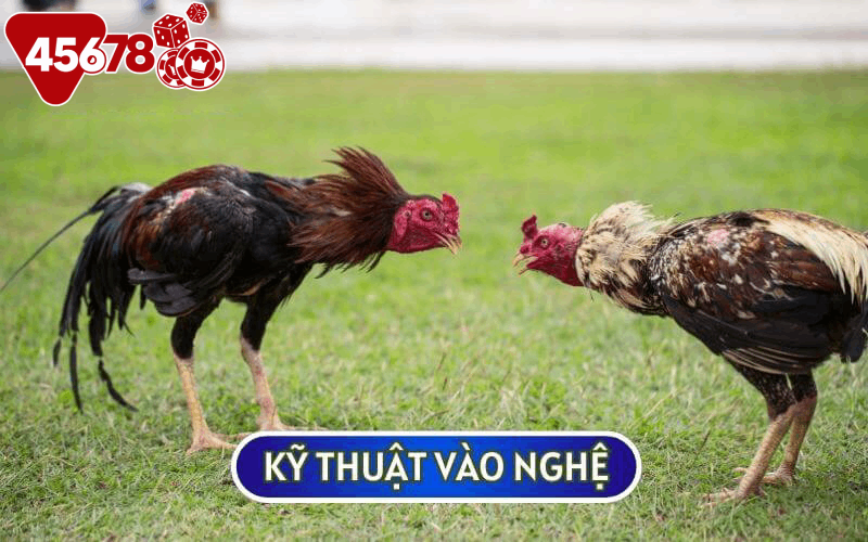 Kỹ thuật vào nghệ là cách ĐÁNH THỨC BẢN NĂNG CHIẾN ĐẤU CỦA GÀ ĐÁ dễ nhất