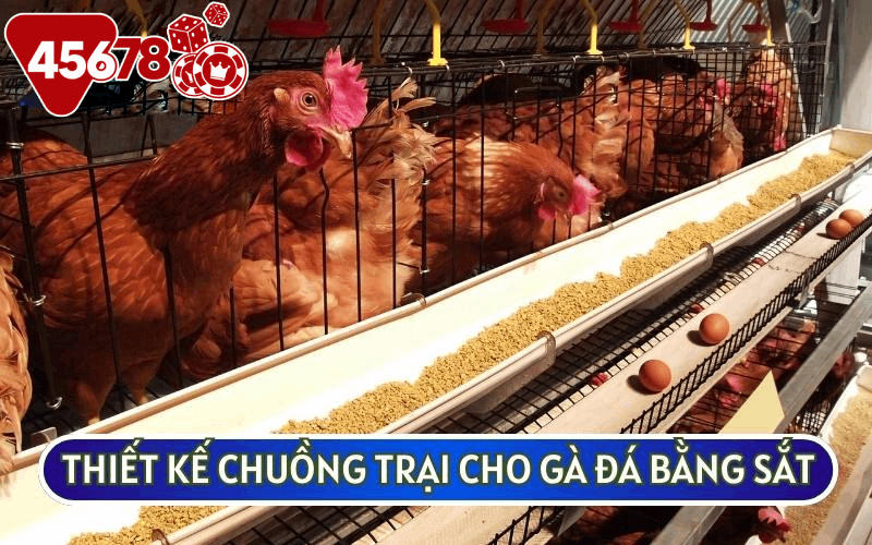 THIẾT KẾ CHUỒNG TRẠI CHO GÀ ĐÁ bằng sắt là sự lựa chọn phổ biến của nhiều sư kê