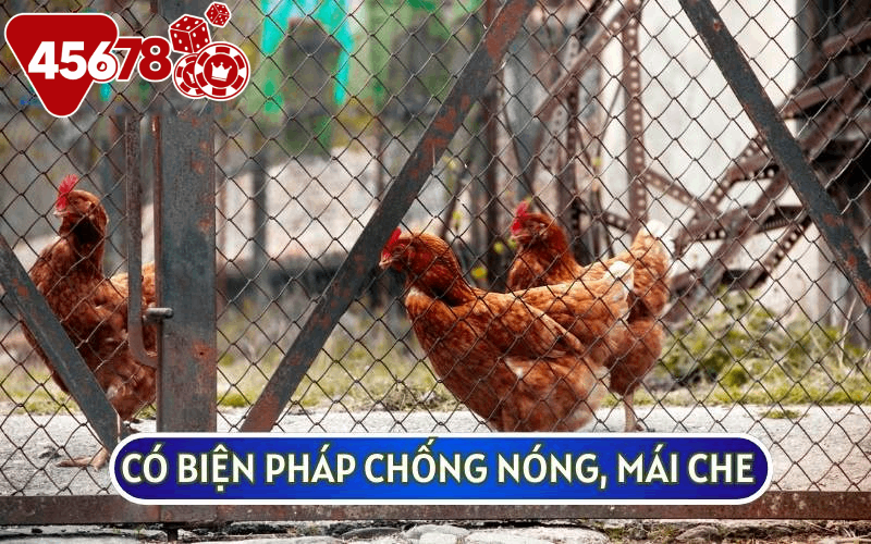 Để đối phó với khí hậu tại Việt Nam, sư kê sẽ cần áp dụng các biện pháp chống nóng hoặc mưa nồm