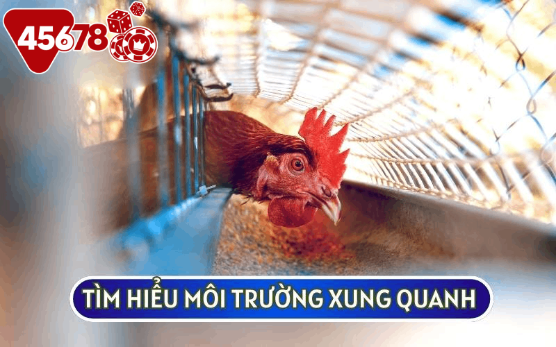 Trước tiên bạn sẽ cần tìm hiểu môi trường xem có phù hợp để THIẾT KẾ CHUỒNG TRẠI CHO GÀ ĐÁ hay không