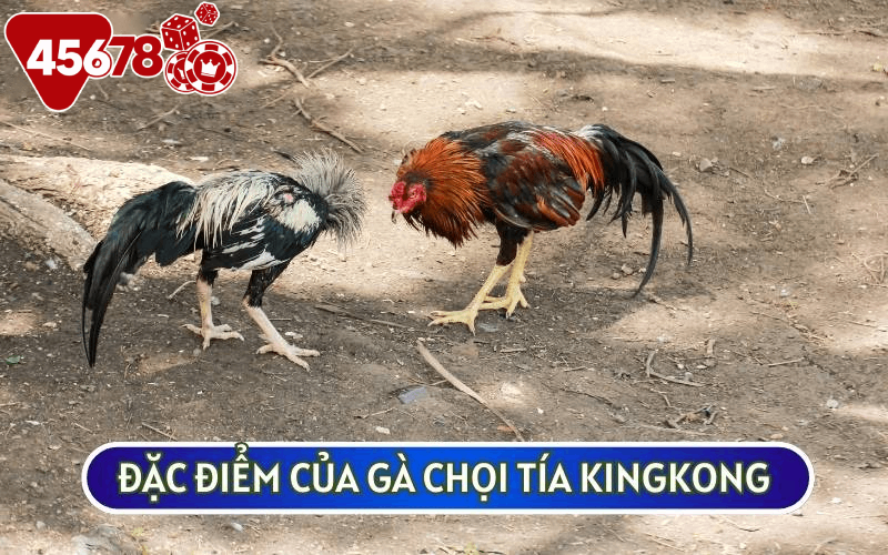 Tía King Kong nổi tiếng với những cú đá hạ gục đối thủ chỉ trong nháy mắt