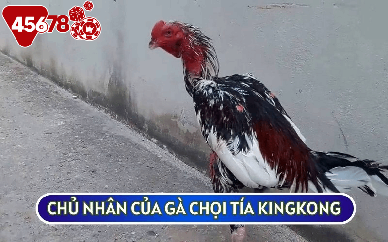 GÀ CHỌI TÍA KINGKONG của bác Hoà Sắt là biểu tượng của sức mạnh và tài năng