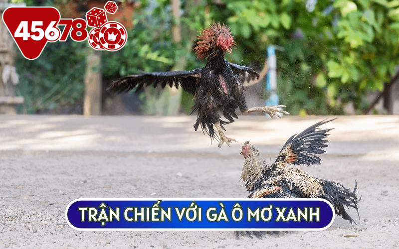 Trận chiến với gà ô mơ xanh đã chứng tỏ được sức mạnh của GÀ CHỌI TÍA KINGKONG