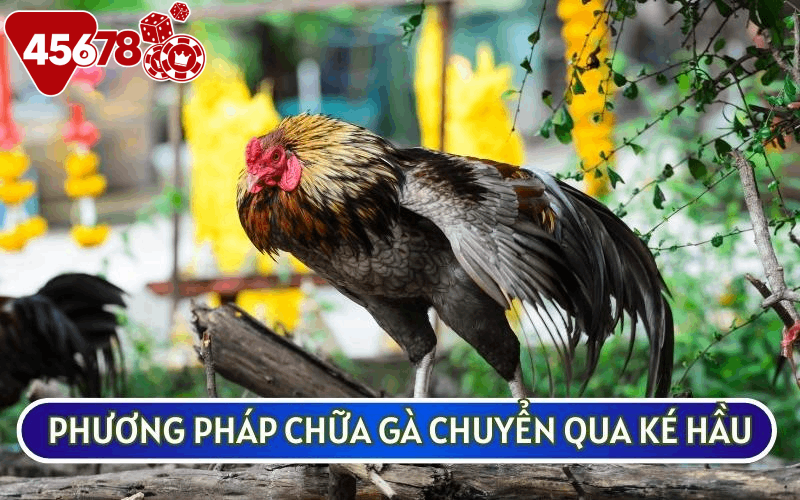 PHƯƠNG PHÁP CHỮA TRỊ GÀ BỊ SƯNG HẦU chuyển ké hầu đơn giản nhất