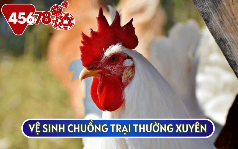 Vệ sinh chuồng trại là PHƯƠNG PHÁP CHỮA TRỊ GÀ BỊ SƯNG HẦU và phòng bệnh tốt nhất