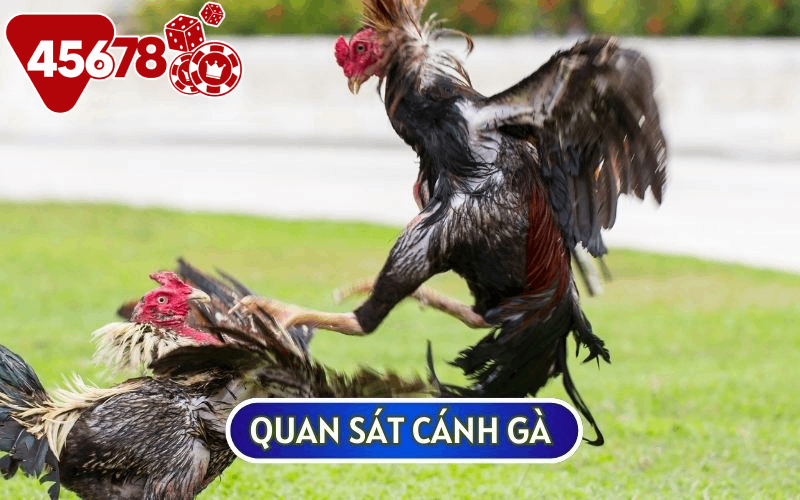 Cánh gà sải rộng và to là dấu hiệu nhận biết của một chiến kê sở hữu VẢY GÀ SONG CÚC tài ba