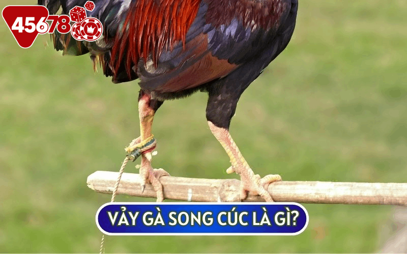 VẢY GÀ SONG CÚC nằm ở phía chân trước của sư kê có có hình thù khác biệt