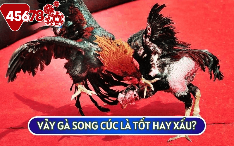 Nếu chọn chiến kê để đá VẢY GÀ SONG CÚC sẽ không phải sự lựa chọn lý tưởng