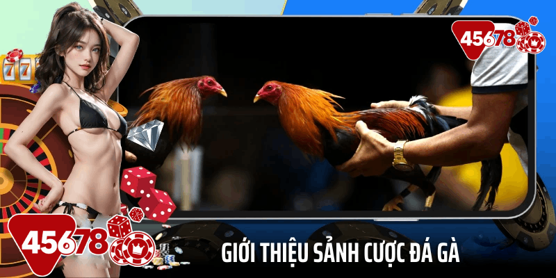 Giới thiệu sảnh cược đá gà 45678