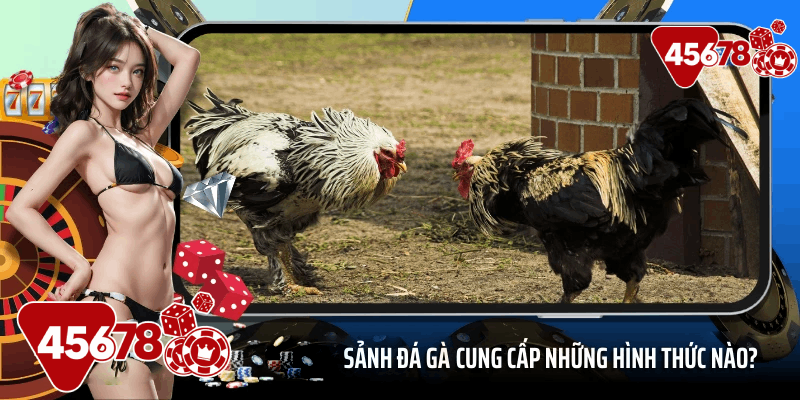 Sảnh đá gà 45678 cung cấp những hình thức nào?